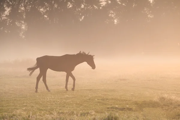 Лошадь идет в утреннем тумане — стоковое фото