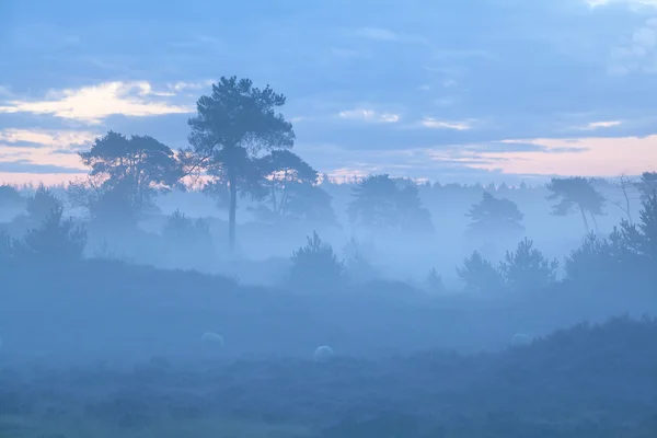 Tepeler ve sisli sis içinde ağaçlar — Stok fotoğraf