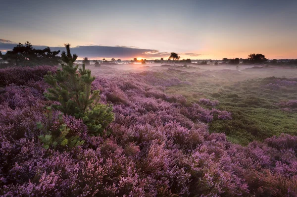 Sonnenaufgang über blühender rosa Heide — Stockfoto