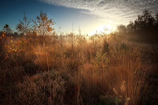 Zonsopgang boven marsh tijdens mistige herfst ochtend — Stockfoto