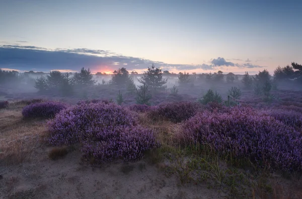 Kalm mistige zonsopgang boven de bloeiende heide — Stockfoto