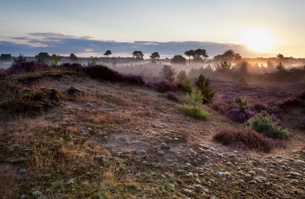 Zon in mistige ochtend — Stockfoto