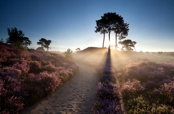 Guld sunbeams över blommande Ljung — Stockfoto