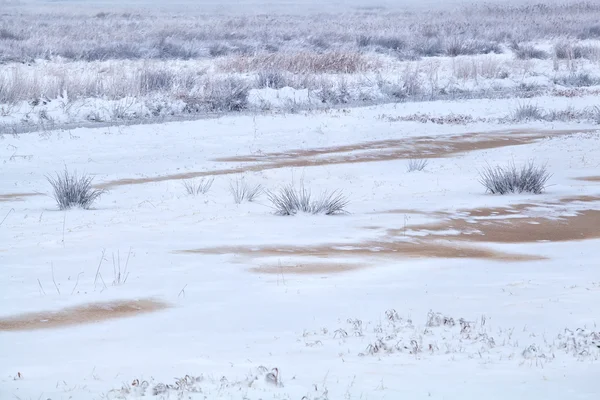 Fryst swamp i vinter — Stockfoto