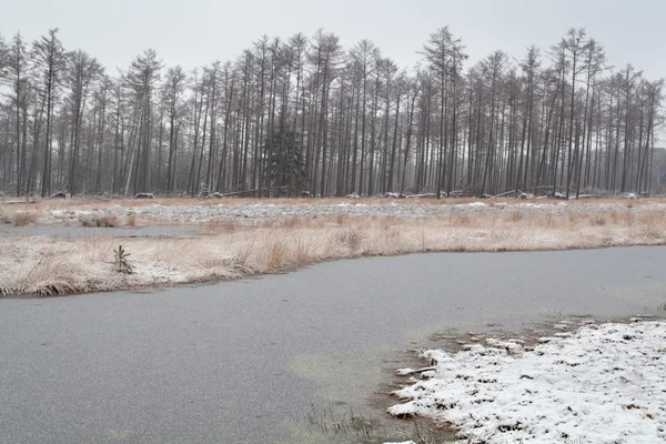 Palude foresta congelata in inverno — Foto Stock