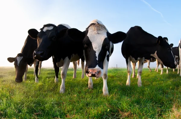 Bovini al pascolo verde da vicino — Foto Stock