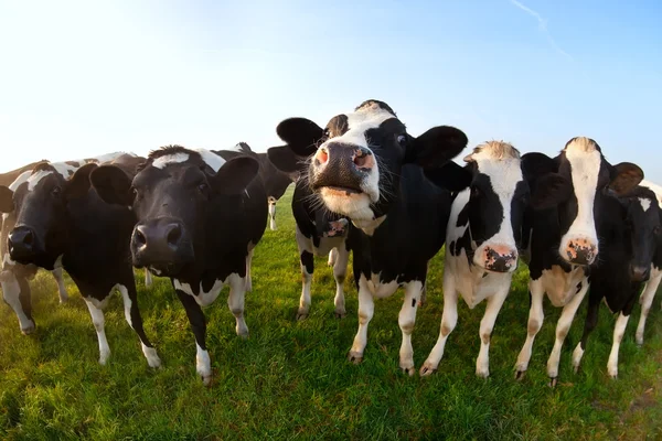 Vacas em pasto verde perto — Fotografia de Stock