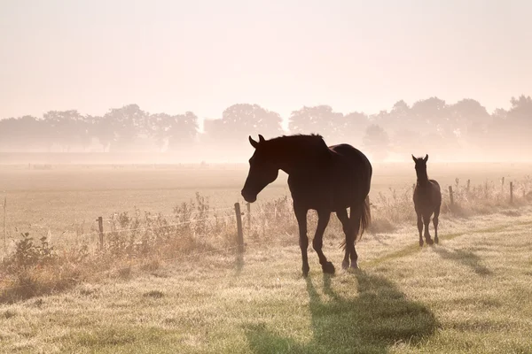 Pferde- und Fohlensilhouetten im Nebel — Stockfoto