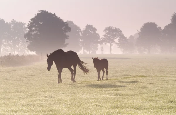 Häst och föl i tät sunrise dimma — Stockfoto