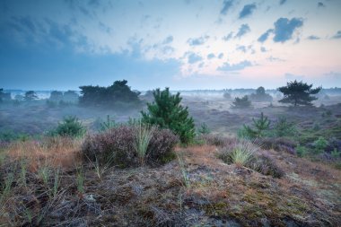 dunes heather ile erken sabah