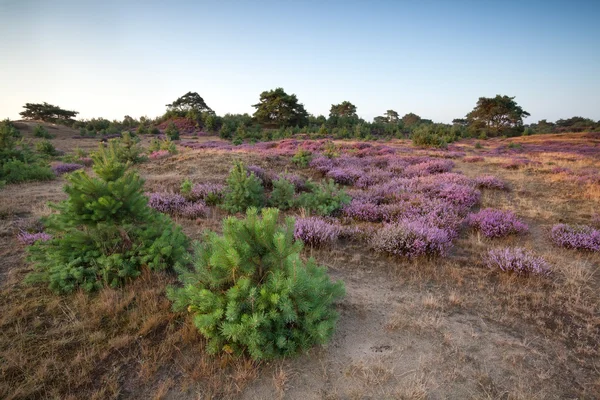 Çiçekli heather çayırlar üzerinde — Stok fotoğraf