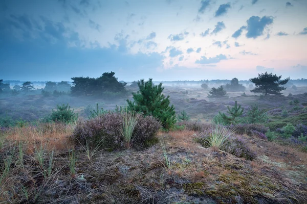 Tôt le matin sur les dunes avec bruyère — Photo