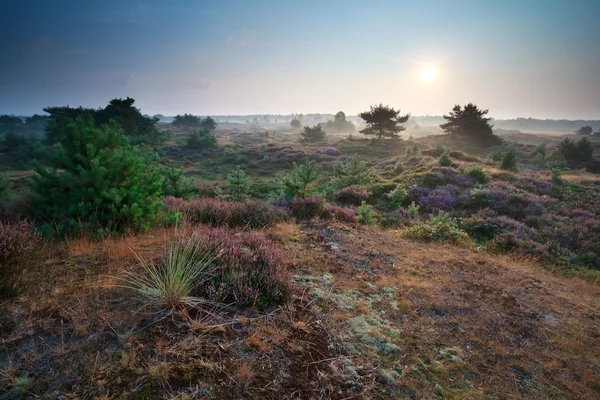 Zomer zonsopgang boven Heide duinen — Stockfoto