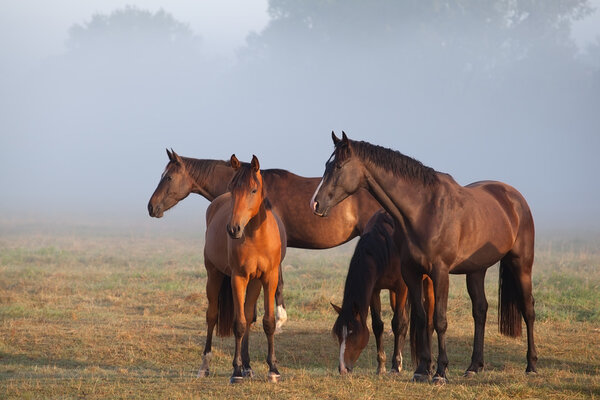 horses on foggy pasture