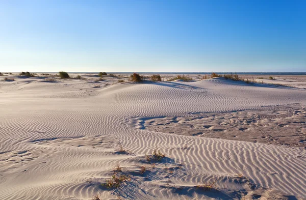 Dunes de sable sur la côte de la mer du Nord après le lever du soleil — Photo