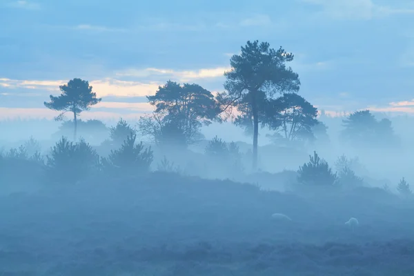 Pins dans un brouillard dense — Photo