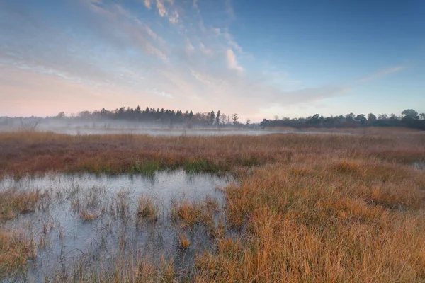 Осеннее утро на болоте — стоковое фото