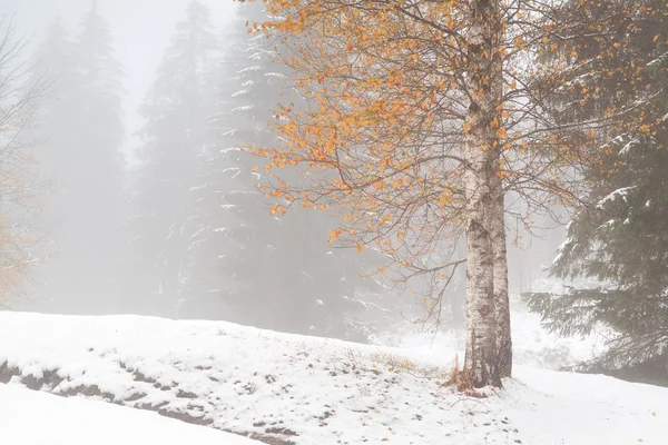 Árvore de outono de ouro na neve floresta alpina — Fotografia de Stock