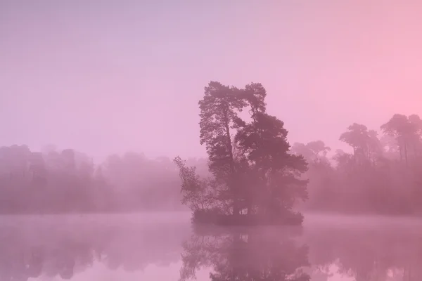 Isola degli alberi sul lago nella nebbia dell'alba — Foto Stock