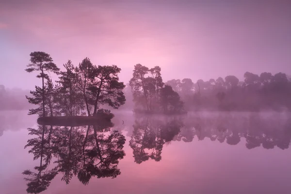 Fialové mlhavé svítání divoké jezero v lese — Stock fotografie
