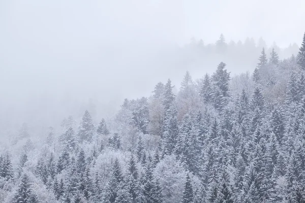 Bosque invernal en nieve y niebla — Foto de Stock