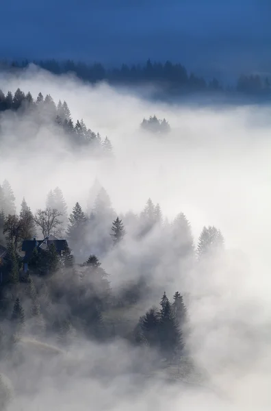 Alpine forest and meadows in sunrise fog — Stock Photo, Image