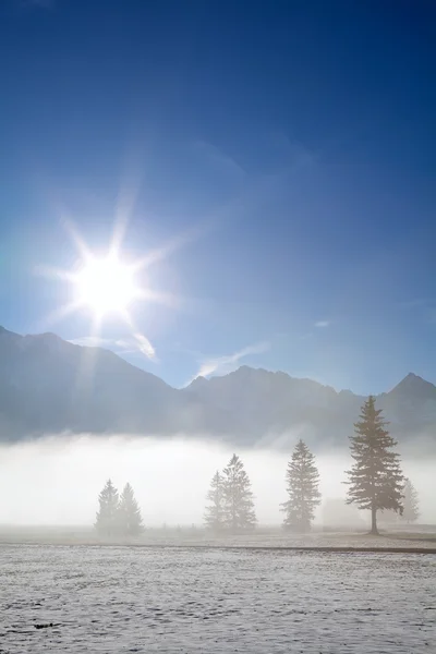 Niebla pradera alpina en el sol de la mañana —  Fotos de Stock