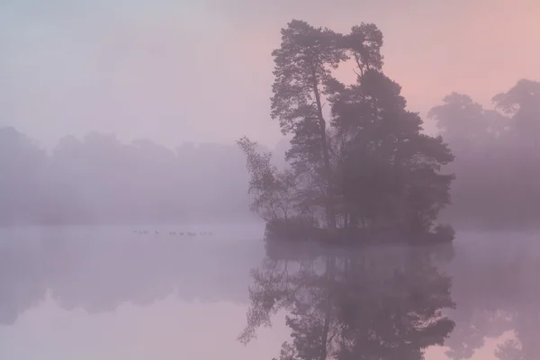 Туманный восход солнца на лесном озере с птицами — стоковое фото