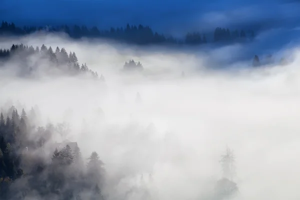 Skogar och ängar i tät morgondimma — Stockfoto