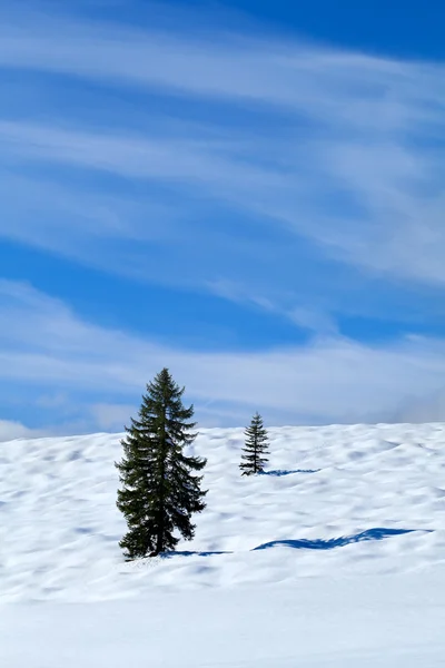 Spruce tree on snow meadow over blue sky — Stock Photo, Image