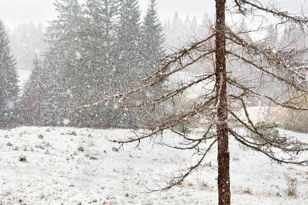 Tormenta de nieve en el bosque de coníferas —  Fotos de Stock