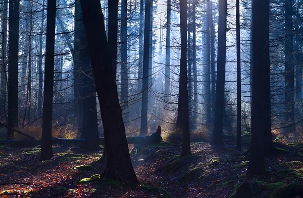 Old misty coniferous forest — Stock Photo, Image