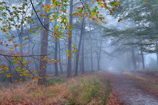 Тропа в туманном осеннем лесу — стоковое фото