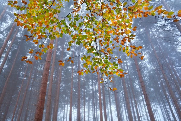 Branch with orange leaves in misty forest — Stock Photo, Image