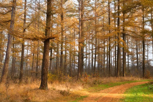 Modřínový les na podzim — Stock fotografie
