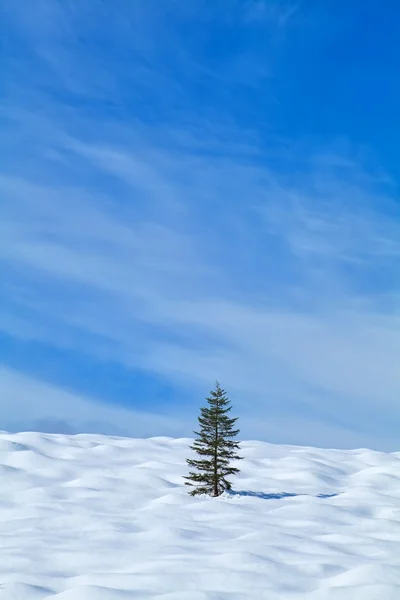 Ένα ερυθρελάτης χιονισμένο στο λόφο — Φωτογραφία Αρχείου