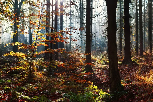 Sluneční svit v podzimním lese — Stock fotografie