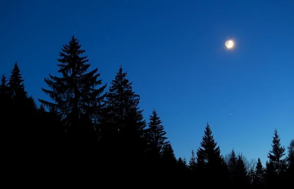 Księżyc i gwiazda niebo nad sylwetka Las nocą — Zdjęcie stockowe