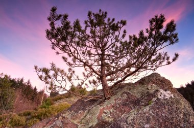 Taş taş üstünde küçük çam ağacı