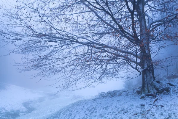 Beech tree in winter foggy morning — Stock Photo, Image