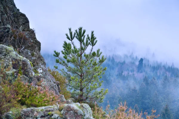 Pine tree on rock and foggy mountains — Stock Photo, Image