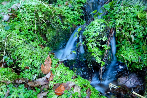 Liten fjällbäck och gröna — Stockfoto