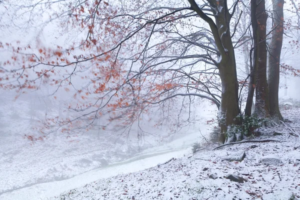 Niewyraźne Buk w górach zimą — Zdjęcie stockowe