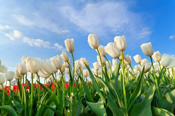 Białego tulipana pole nad niebieski niebo — Zdjęcie stockowe