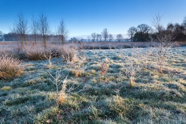 Marsh in morning winter frost — Stock Photo, Image