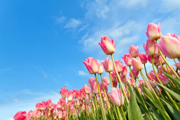 Różowe tulipany na pole nad niebieski niebo — Zdjęcie stockowe