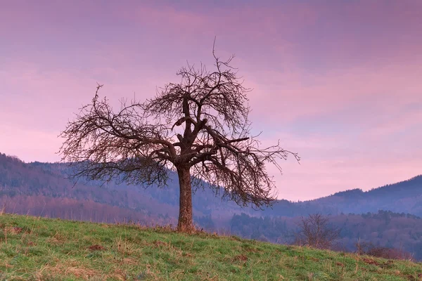Árvore sobre montanhas ao pôr-do-sol vermelho — Fotografia de Stock