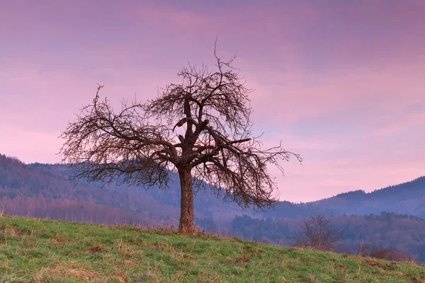 Árbol sobre montañas al atardecer rojo — Foto de Stock