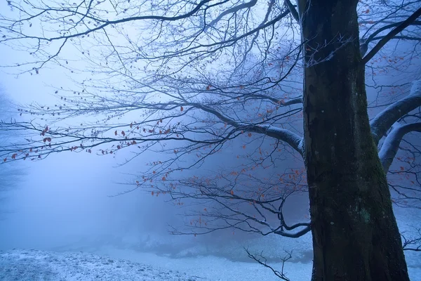 Strom v zimě mlha ráno — Stock fotografie