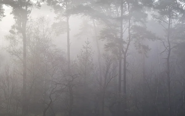 Pine forest in autumn fog — Stock Photo, Image